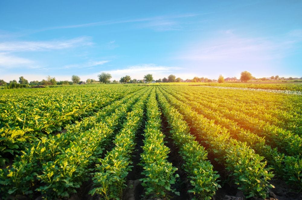 Dhanaulti_Take a Tour of the Potato Farms_2